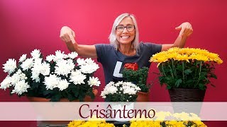 Como cuidar do crisântemo | Flávia Kremer