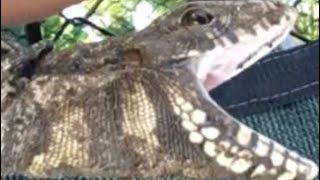 Invasive Tegu caught! Homestead Florida