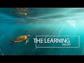 Ningaloo Turtle - The Learning Gallery