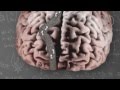 Synaptic plasticity - How synapses spark Synaptic plasticity - How synapses spark