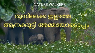 തുമ്പിക്കൈ ഇല്ലാത്ത ആനക്കുട്ടി അമ്മയോടൊപ്പം . | Handicaped baby with mother .