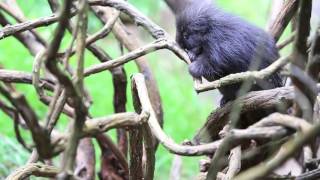 Tiny Baby Porcupine Needs a Helping Hand