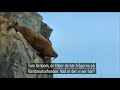 walrus falling off a cliff and dies