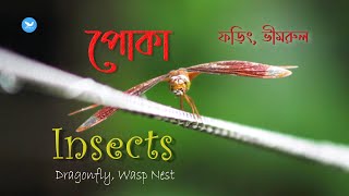 Insects - পোকা | Near Forest | Dragonfly ফড়িং | Wasp nest বোলতা  ভীমরুল