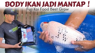 Ini Hasilnya ❗3 Bulan Full Pakai Fuji Koi Best Grow