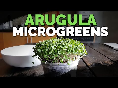 How to Grow Arugula Microgreens Fast and Easy How to Grow Arugula Microgreens Fast and Easy