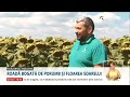 fermierii din republica moldova se aşteaptă la o recoltă mai mare de porumb şi floarea soarelui