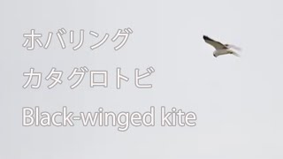 【ホバリング】カタグロトビ Black-winged kite