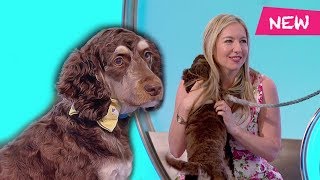 Dexter the dog - Would I Lie to You?
