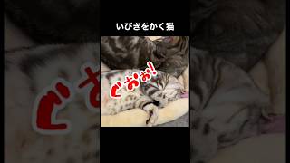 いびきが凄い… #アメリカンショートヘア #猫のいびき