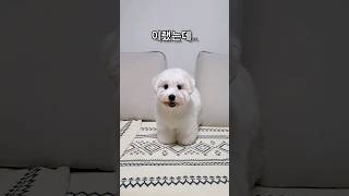 셀프 미용 실패😂😂😂 #꼬똥 #꼬똥드툴레아 #애견미용 #coton #cotondetulear