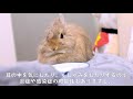 うさぎの顔が傾きだしたので病院へ行ってきました。斜頸の初期症状と一緒かも。no.143