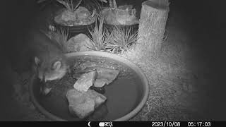 2023 1008 little raccoon likes the bird bath water but not the fountain