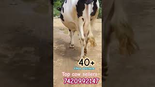 Top cow sellers #cow #dairyfarm #milk #animal #royalshetksri