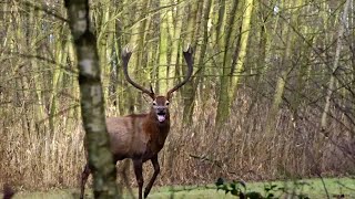 Kulawy Byk. Bliskie spotkanie na żywo 💪  #jeleń #byk #deer #bigdeer