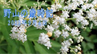 野山の歳時記　９月最初の散策で出会った花々　2022年9月4日