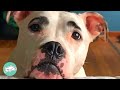 Pitbull Is Not Shy Anymore. Now he Has a Sibling | Cuddle Dogs