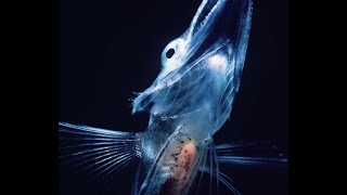 Ice fish, poissons de l'Antarctique