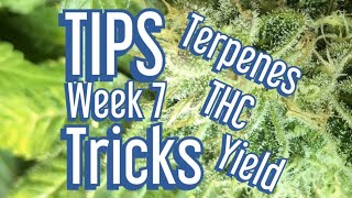 Cannabis Late Flowering - Tips & Tricks to Maximize Terpenes, THC, and Yields. Jake Grentree