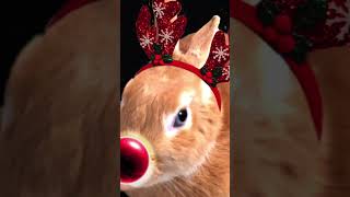 うみのクリスマスバイト #christmas #xmas #うさぎ