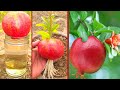 Grow an pomegranate plant from an pomegranate fruit | 100% success in water |