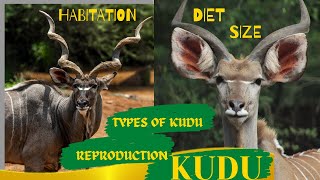 KUDU - Types of Kudu; Greater Kudu; Lesser Kudu; Kudu Habitat; Kudu Size; Kudu Diet \u0026 Reproduction