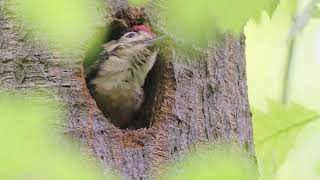 Red Woodpeckers mating \u0026 feed young baby slow motion || Sony a7siii 200-600mm 1.4 TC wildlife