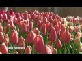 Tulip Menton - Tulip Bulbs from Holland