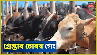 Nagaon Policeৰ জালত আন্তঃৰাষ্ট্ৰীয় গৰু চোৰৰ বৃহৎ গেং