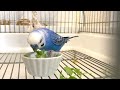 インコ達の食べる楽しみを探し中♪ セキセイインコ budgerigar.