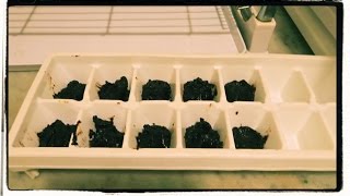 Better than chocolate! Chocolate alternative that doesn't taste like carob!