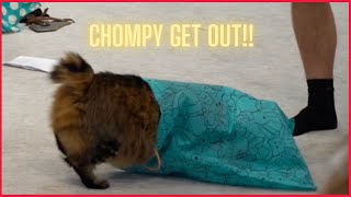 Chompy gets inside of a bag