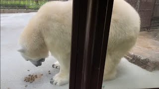 2022年9月2日のおやつタイム❤️【しろくまピース】この日は、雨の降る蒸し暑い日  とべ動物園にて