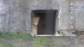 イオ \u0026 オリト「あなたがいない」朝、扉が開くとオリトの姿はなく…旭山動物園の若きライオン物語【Young lion love story】