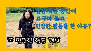 #예천군 #예천고구마 #꿀고구마 #농촌지도사 예천 고구마에 대해 궁금한점 다 물어봤다!