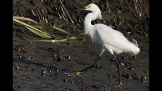 The Basics: Tides & Currents, Charleston SC to Edisto SC