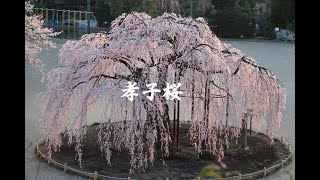 2021 孝子桜　と近隣の桜　　Filial piety cherry blossoms