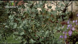 Entretenir l'eucalyptus gunnii au jardin-arbuste persistant - Truffaut