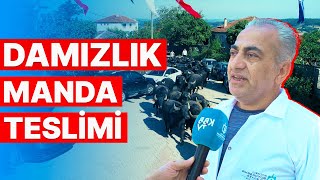 Kandıra Damızlık Manda Teslimi | Söz Kocaeli