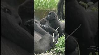 adorable #gorilla brotherly love #金剛猩猩 #台北市立動物園 #shorts