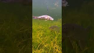 Wiggle-fish and a pike. #shorts #fishing #new #рыбалка