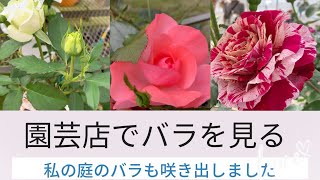 🌹【園芸店でバラを見るNo.1】私の庭のバラも咲き出しました。