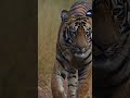 veer tiger shorts shortsviral wildlife ytshorts jungle shortsfeed shortsvideo tiger