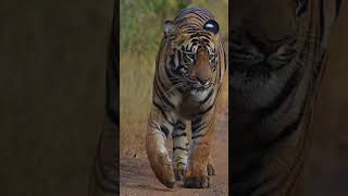 Veer Tiger #shorts #shortsviral #wildlife #ytshorts #jungle #shortsfeed #shortsvideo #tiger