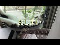 保護猫　保護して９日目　煮干しをあげてみた　【ねこ cat】