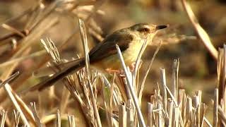 Common Tailorbird Orthotomus sutorius 长尾缝叶莺 3 21 18 Baisha 白沙网山