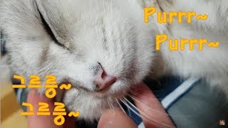 (4k)불면증에 특효약!!! 고양이 그르릉 소리~ (약1시간)