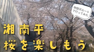 【低山・登山】湘南平の桜を思いっきり見るためにいつもは通らないルートを試してみた。