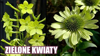 Zielone kwiaty czyli najpiękniejsze rośliny kwitnące w kolorze zieleni i limonki / MrsGarden