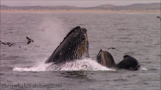 9.24.21 Humpback Whales